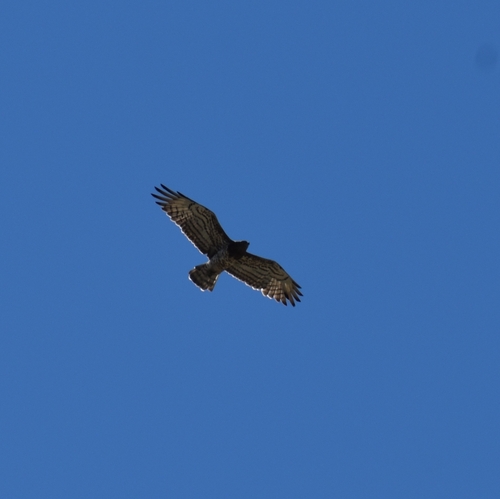 Short-toed Snake-Eagle