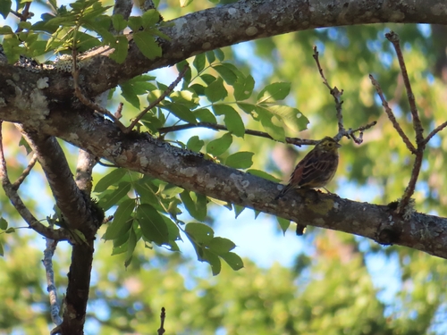Yellowhammer