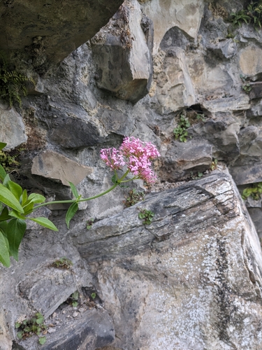 Red Valerian