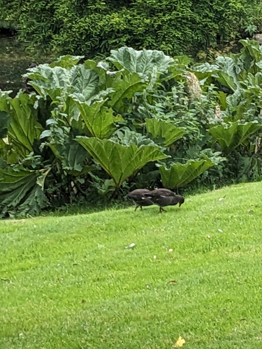 Eurasian Moorhen