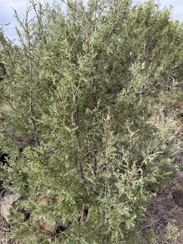 Rocky Mountain Juniper