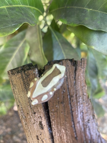 Elegant Forest Tree Frog