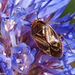 Strongylocoris obscurus - Photo (c) Valter Jacinto, all rights reserved, uploaded by Valter Jacinto