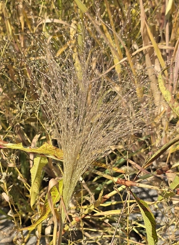 witch grass