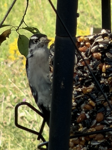 Downy Woodpecker