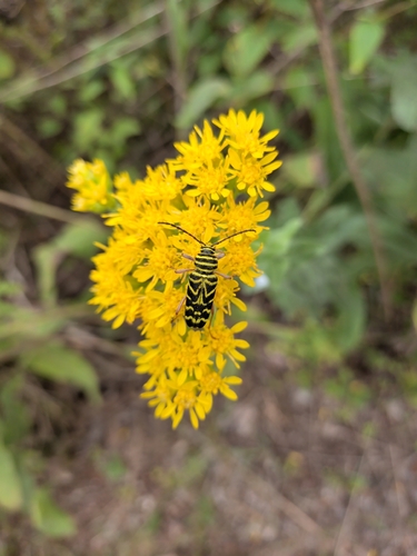 Locust Borer