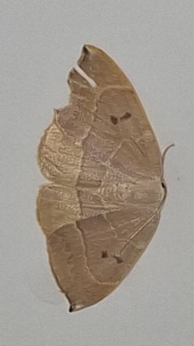 Oak Hook-tip