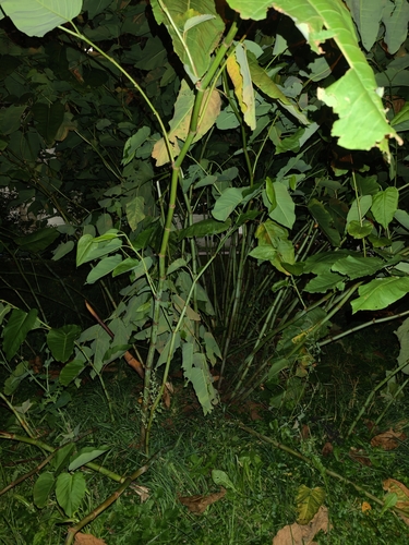 Наблюдение на iNaturalist