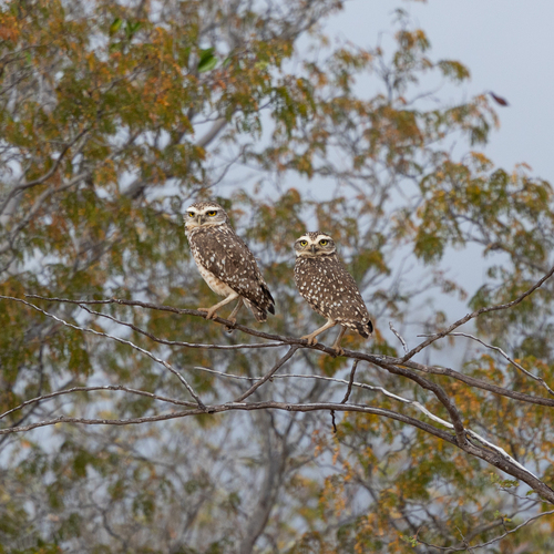 Burrowing Owl