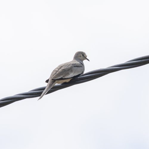 Picuí Ground Dove