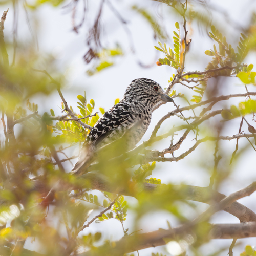 Barred Antshrike