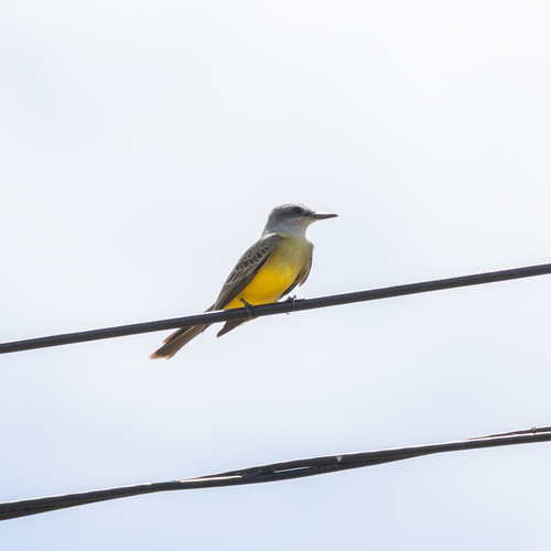 Tropical Kingbird