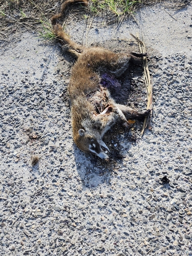 White-nosed Coati