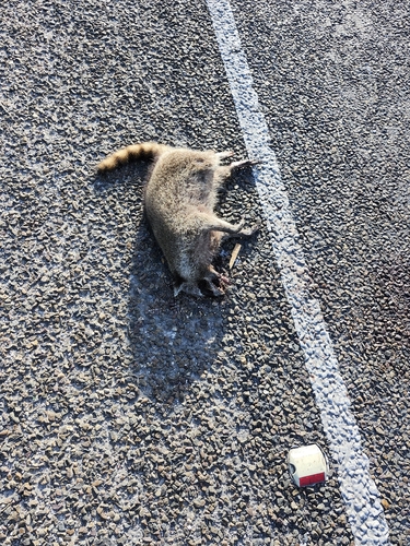 Common Raccoon