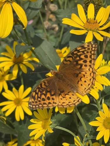 Great Spangled Fritillary