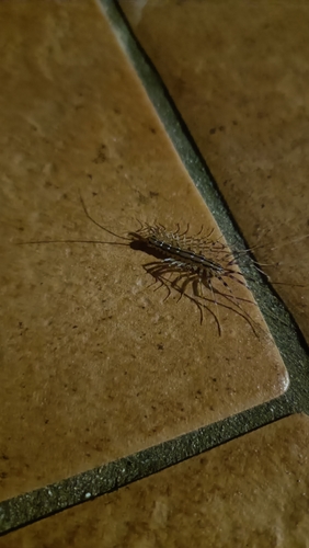 House Centipede