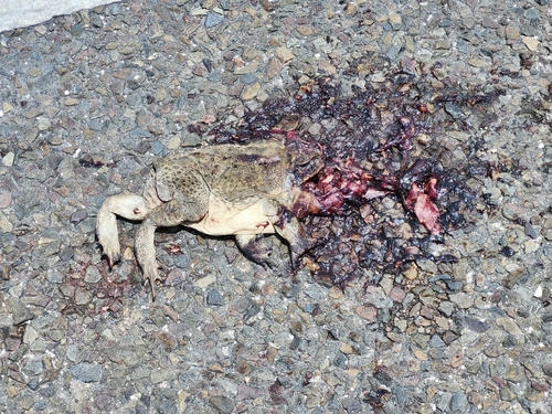 Giant Toad