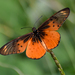 Westwood's Acraea - Photo (c) Giuseppe Citino, all rights reserved, uploaded by Giuseppe Citino