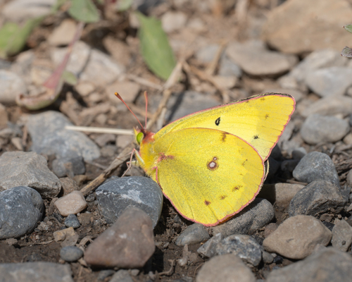 Western Clouded Sulphur