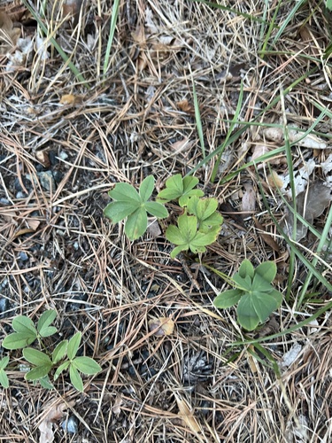 White Cinquefoil