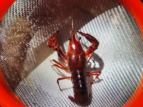 Red Swamp Crayfish