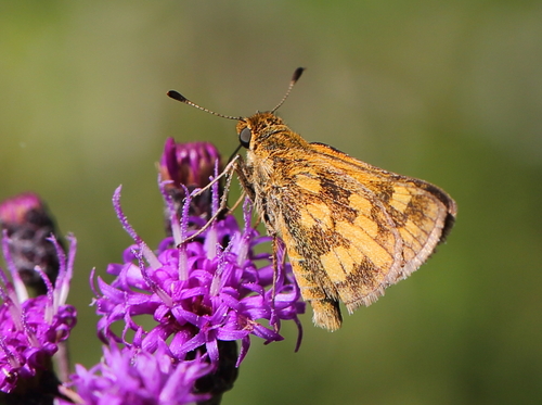 Peck's Skipper