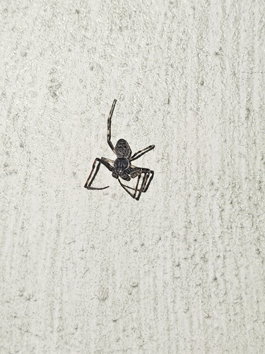 Walnut Orbweaver