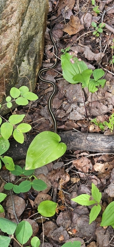 Common Garter Snake