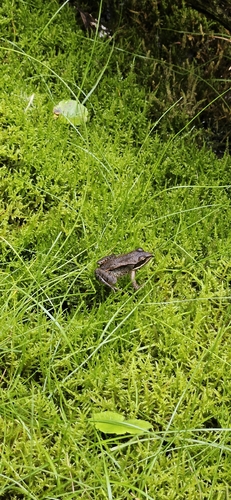 Wood Frog