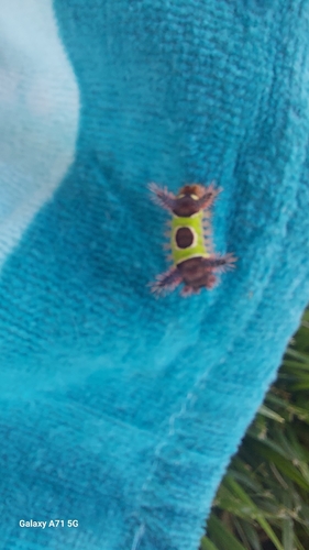 Saddleback Caterpillar Moth