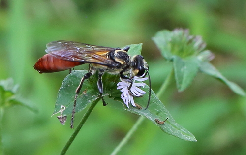 Golden-reined Digger Wasp