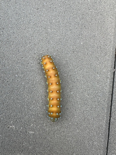 Giant Peacock Moth
