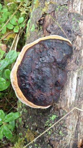 Red-banded Polypore