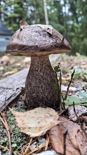 Leccinum melaneum