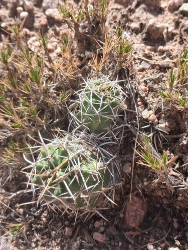 Fendler's Hedgehog Cactus