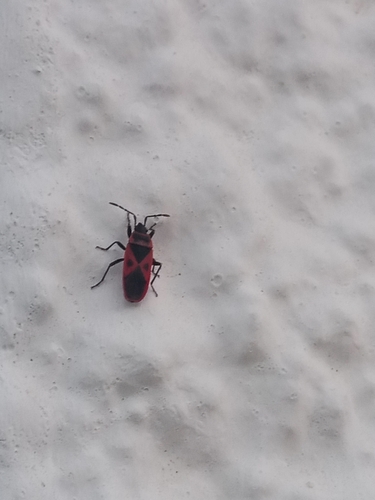 Mediterranean red bug