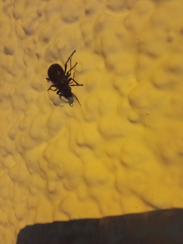 Tentyria grossa