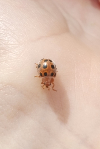 Melon Ladybird