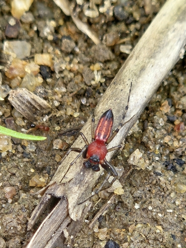 Alpaida leucogramma