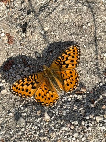 iNaturalist observation photo of Fritillaries