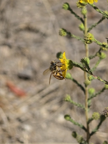 iNaturalist observation photo of Western Honey Bee