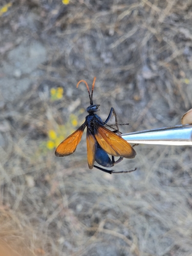 iNaturalist observation photo of Milde's Tarantula-hawk Wasp
