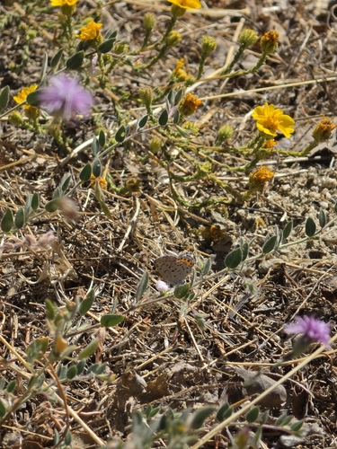 iNaturalist observation photo of Icaricia