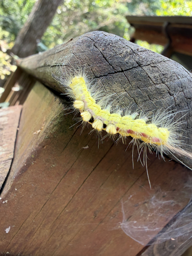 Definite Tussock Moth