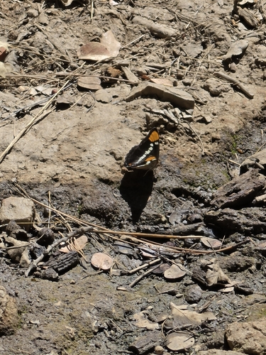 iNaturalist observation photo of California Sister