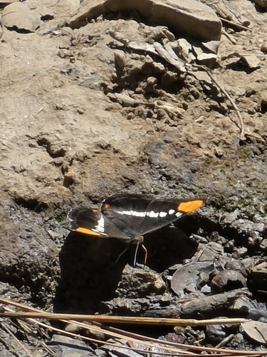 iNaturalist observation photo of California Sister