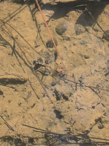 iNaturalist observation photo of North American Common Water Strider