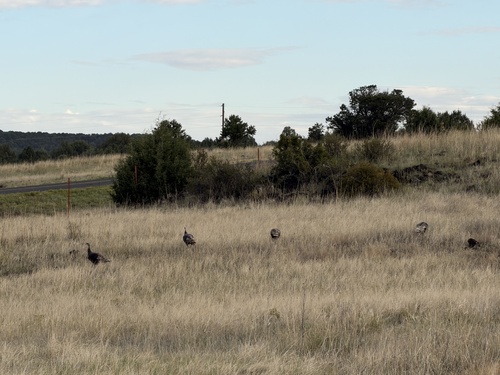 Wild Turkey