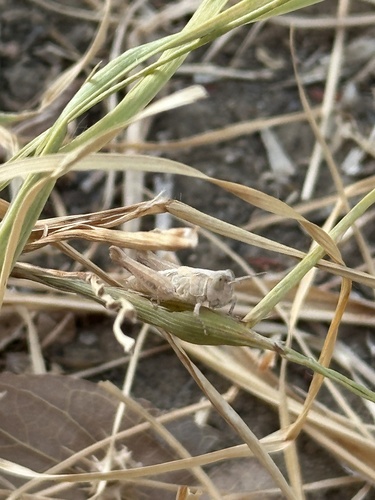Obscure grasshopper