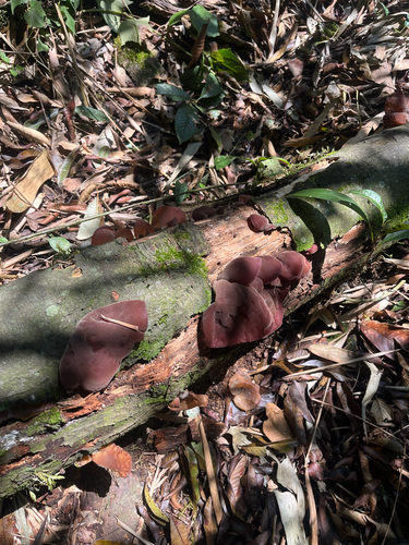 Auricularia fuscosuccinea
